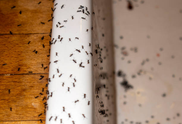 Spider Control Near Me in South Lyon, MI